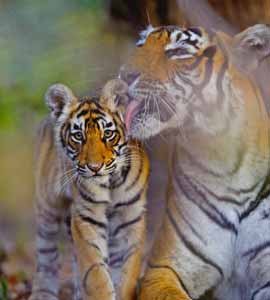 Ranthambore Tour Planners