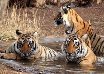 About Ranthambore