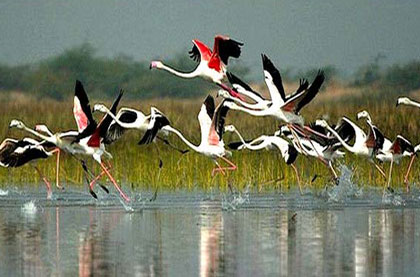 Rajasthan Wildlife Tour