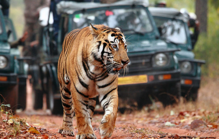 Ranthambhore & Mount Abu Tour