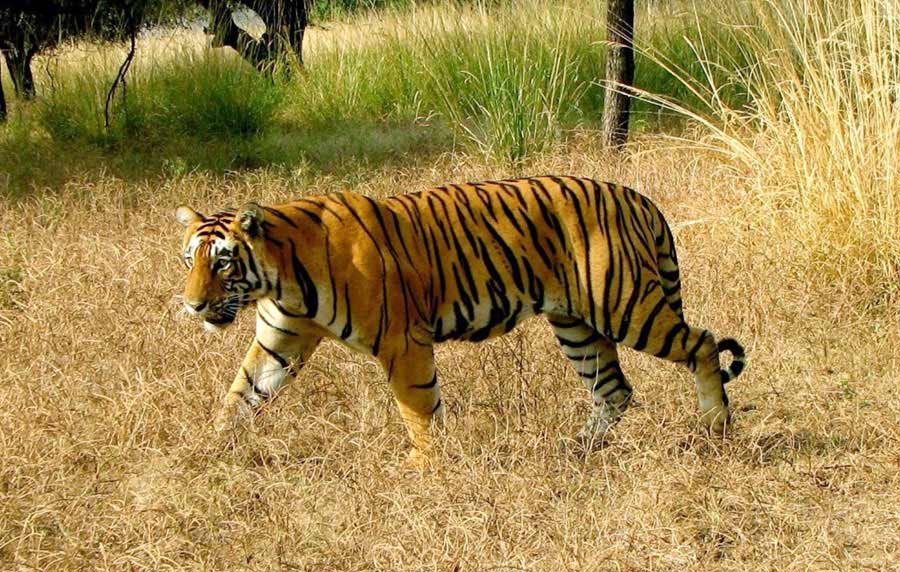 Ranthambore Weekend Tour