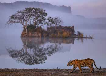 Ranthambore