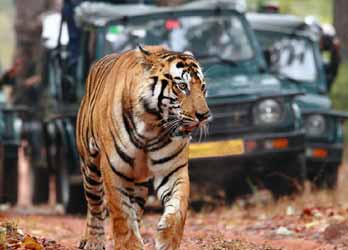 Tiger Safari Ranthambore